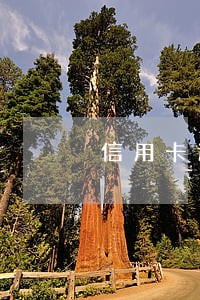 信用卡逾期还款1天有什么后果 信用卡逾期还款1天有什么后果