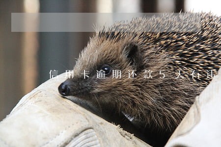 信用卡逾期还款5天有违约金吗 信用卡逾期还款5天有违约金吗
