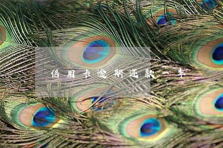 信用卡逾期还款一年 信用卡逾期还款一年