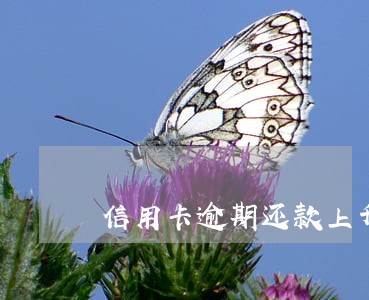 信用卡逾期还款上升百分之50 信用卡逾期还款上升百分之50