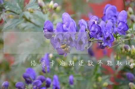 信用卡逾期还款不能取现