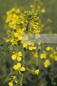 信用卡逾期还款两个月