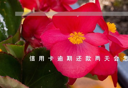 信用卡逾期还款两天会怎样 信用卡逾期还款两天会怎样