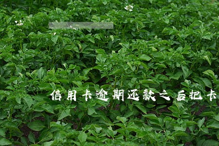 信用卡逾期还款之后把卡废了 信用卡逾期还款之后把卡废了