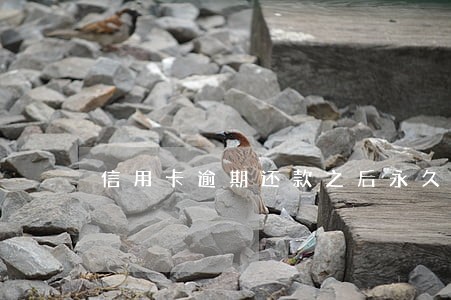 信用卡逾期还款之后永久作废 信用卡逾期还款之后永久作废
