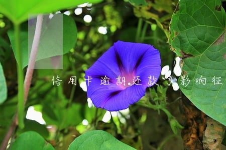 信用卡逾期还款了影响征信吗