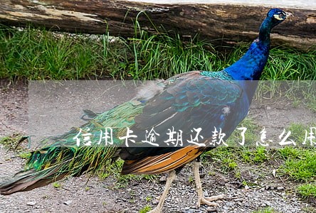 信用卡逾期还款了怎么用不了 信用卡逾期还款了怎么用不了