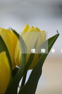 信用卡逾期还款会影响