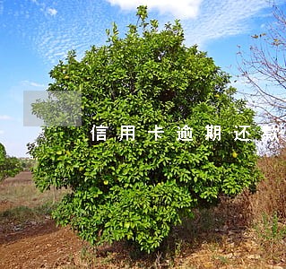 信用卡逾期还款会影响信用那 信用卡逾期还款会影响信用那