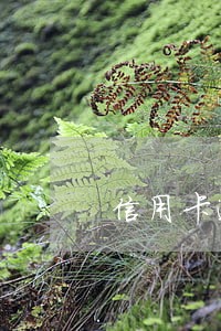 信用卡逾期还款会怎么收费