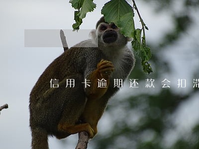 信用卡逾期还款会扣滞纳金吗