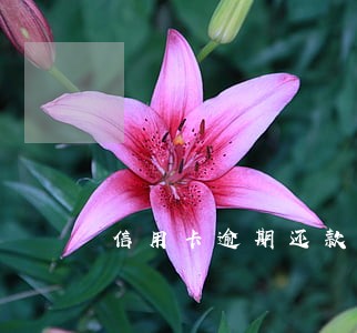信用卡逾期还款会计分录 信用卡逾期还款会计分录