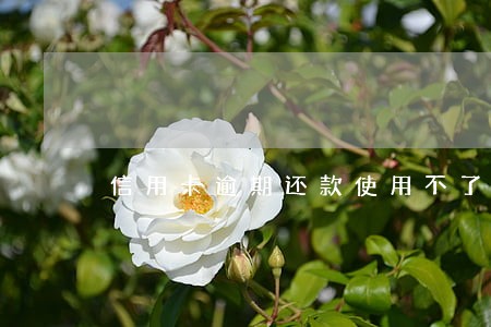 信用卡逾期还款使用不了 信用卡逾期还款使用不了