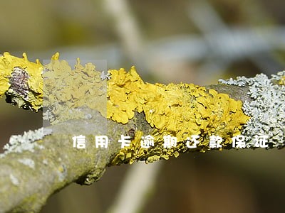 信用卡逾期还款保证 信用卡逾期还款保证