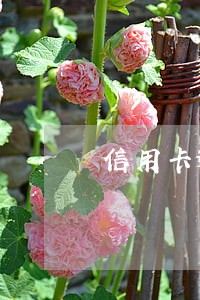 信用卡逾期还款信用