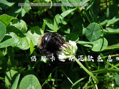 信用卡逾期还款免息吗 信用卡逾期还款免息吗