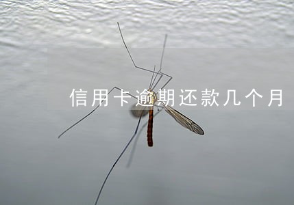 信用卡逾期还款几个月 信用卡逾期还款几个月