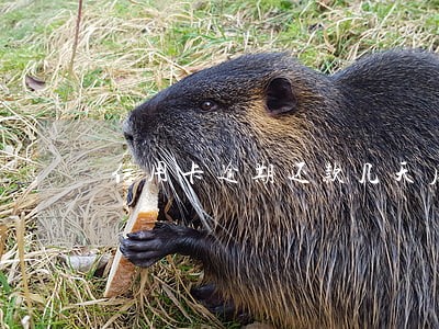 信用卡逾期还款几天后被退回 信用卡逾期还款几天后被退回