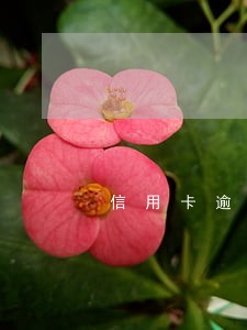 信用卡逾期还款几次影响征信 信用卡逾期还款几次影响征信
