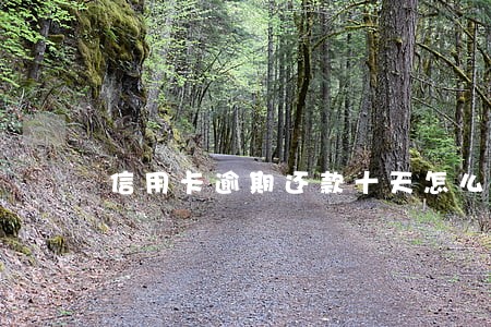 信用卡逾期还款十天怎么办