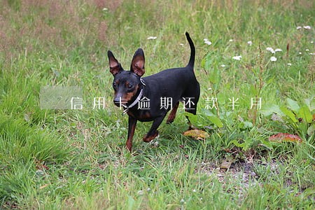 信用卡逾期还款半月 信用卡逾期还款半月