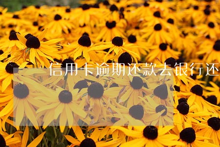 信用卡逾期还款去银行还吗