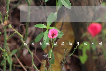信用卡逾期还款可以申请利息减免