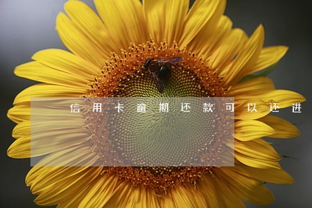 信用卡逾期还款可以还进去吗 信用卡逾期还款可以还进去吗