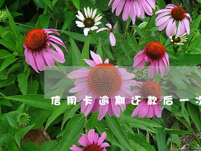 信用卡逾期还款后一次性还款 信用卡逾期还款后一次性还款