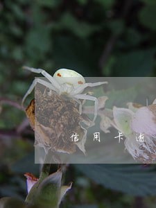 信用卡逾期还款后三年影响房贷吗 信用卡逾期还款后三年影响房贷吗