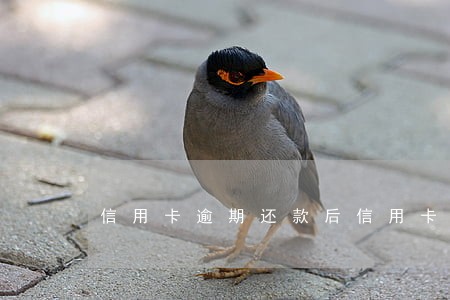 信用卡逾期还款后信用卡还能用吗 信用卡逾期还款后信用卡还能用吗