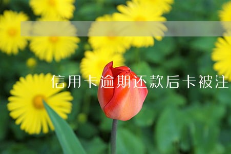 信用卡逾期还款后卡被注销