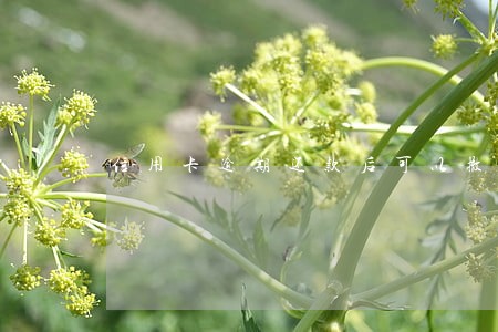 信用卡逾期还款后可以撤案吗 信用卡逾期还款后可以撤案吗