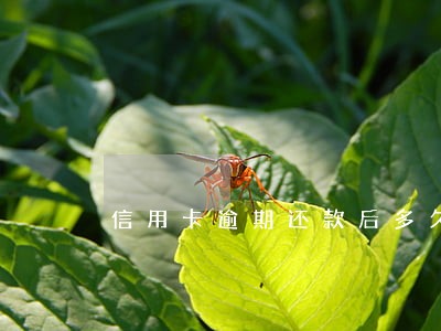 信用卡逾期还款后多久出账 信用卡逾期还款后多久出账