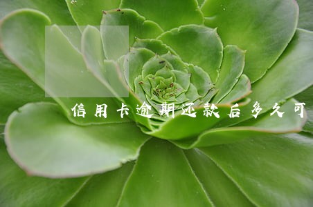 信用卡逾期还款后多久可以坐飞机