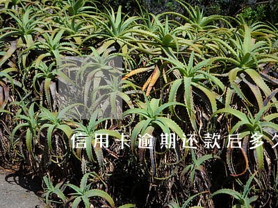 信用卡逾期还款后多久可以销户 信用卡逾期还款后多久可以销户