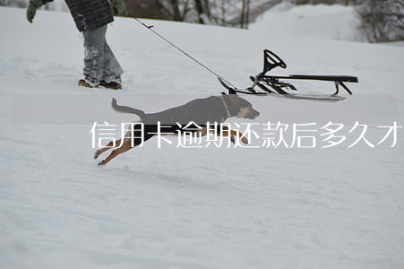 信用卡逾期还款后多久才会通知 信用卡逾期还款后多久才会通知
