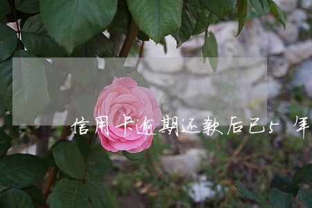 信用卡逾期还款后已5年 信用卡逾期还款后已5年
