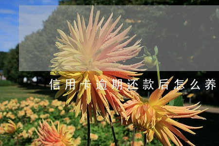 信用卡逾期还款后怎么养卡