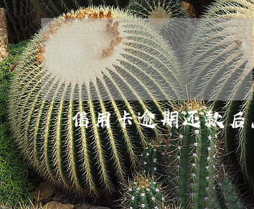 信用卡逾期还款后怎么处理 信用卡逾期还款后怎么处理