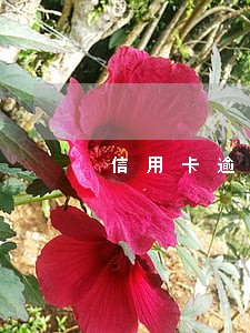 信用卡逾期还款后怎么销卡 信用卡逾期还款后怎么销卡
