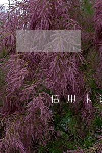 信用卡逾期还款后果会不会坐牢 信用卡逾期还款后果会不会坐牢