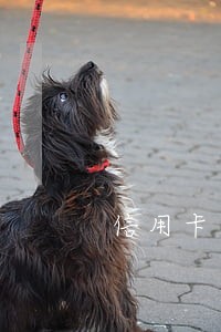 信用卡逾期还款后注销贷款 信用卡逾期还款后注销贷款