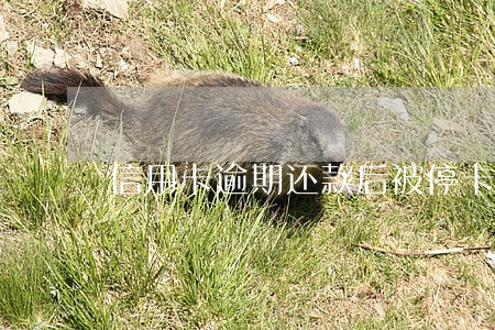 信用卡逾期还款后被停卡额度还在