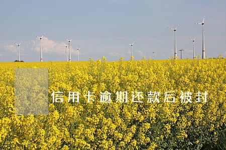 信用卡逾期还款后被封 信用卡逾期还款后被封