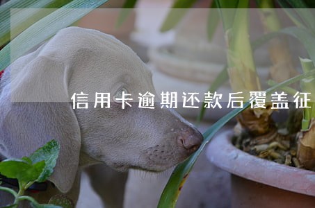信用卡逾期还款后覆盖征信记录 信用卡逾期还款后覆盖征信记录