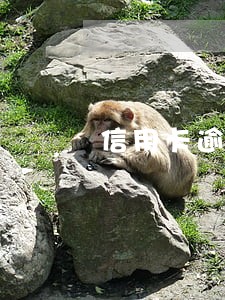 信用卡逾期还款后还有利息吗 信用卡逾期还款后还有利息吗