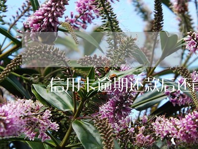 信用卡逾期还款后还能再借吗 信用卡逾期还款后还能再借吗