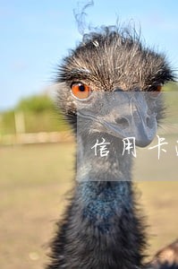 信用卡逾期还款后还能刷马 信用卡逾期还款后还能刷马