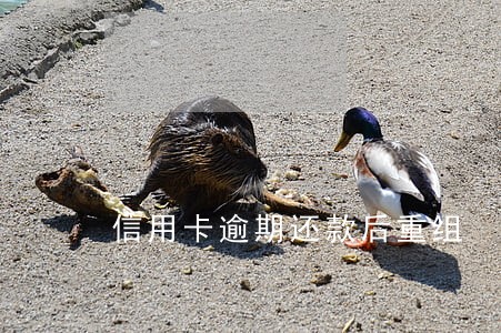 信用卡逾期还款后重组
